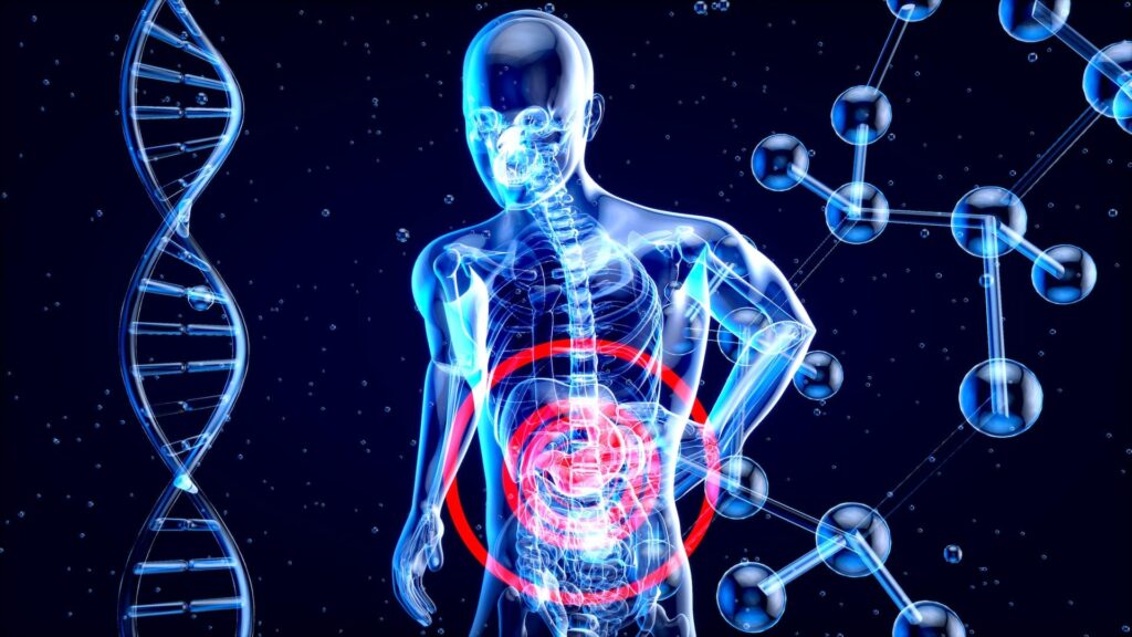 3D scientific x-ray image of a man's body, highlighting the gastric in red. Gastroenterology services in West Ryde.